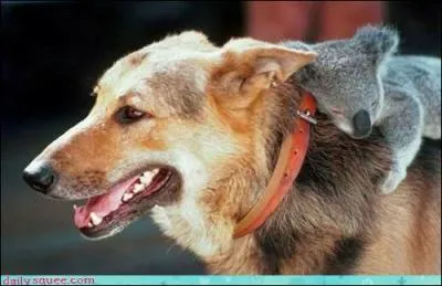 Ce chien porte un passager clandestin !