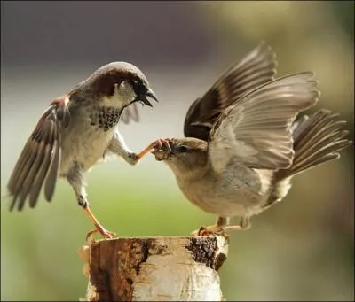 Ces oiseaux sont ...