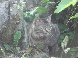 Comment est morte Croc Jaune ?