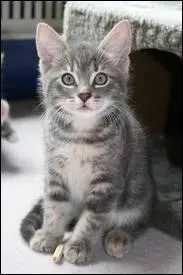 Quelle faute a commis Petit Orage ?