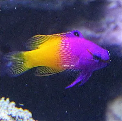 Je suis un petit poisson exigeant sur la nourriture et je suis merveilleusement color