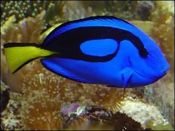 Je suis un chirurgien petit, trs agrable seul ou en compagnie on m'a appel Doris