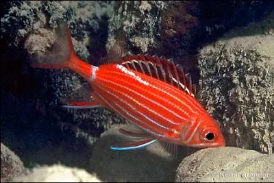 Je suis craintif et vorace on m'appelle l'cureuil je fais partie de la famille des poissons soldats