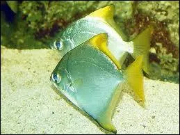 Je peux tre tenu en eau de mer comme en eau saumtre et je suis argent