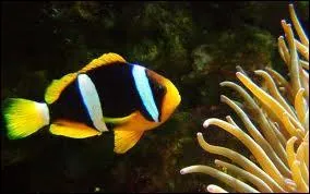 Je possde 2  3 bandes et suis l'espce la plus rsistante en aquarium marin