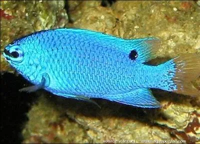 Je suis un poisson grgaire mais agressive envers mes semblable mais paisible avec les autres