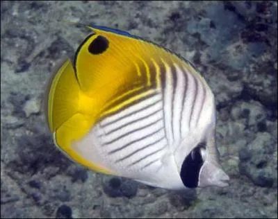 Je fais partie de la famille des chaetodons et je suis trs rsistant