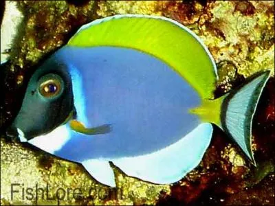 Je suis ravissant, d'une trs grande rsistance mais n'aime pas les poissons bleus