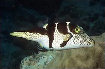 Je suis toxique pour les autres occupants en cas de blessure je suis dconseill au dbutant