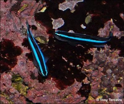 Je suis un petit poisson amusant je fais partie de la famille des gobies et ne veut que de la nourriture vivante