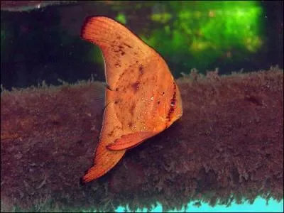 On m'appelle aussi chauve- souris je suis paisible et peut tre apprivois