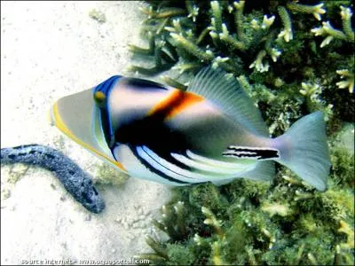 Je suis le favori des dbutants je fais partie de la famille des balistids