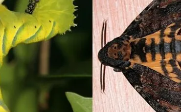 Quiz Papillons
