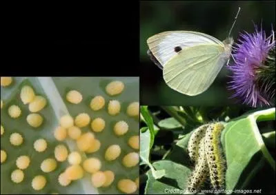 Petite chenille aimant les feuilles de chou. A quel papillon suis-je lie ?