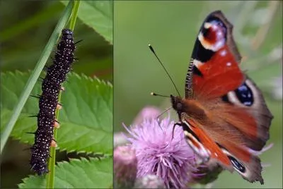Chenille avec des piquants noirs et des taches blanche. Quel futur papillon serais-je ?