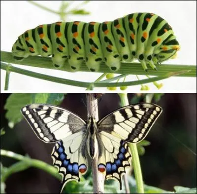 Grosse chenille verte claire, noire et marron qui suis-je ?