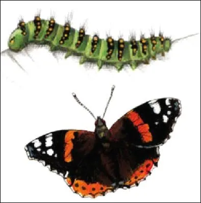 Chenille verte avec des anneaux noires et jaune. Je serais un :