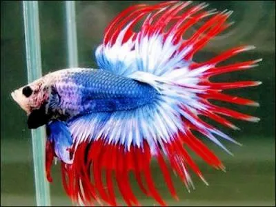 Il ne faut surtout pas me mettre avec un autre sinon je l'attaque  mort