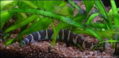 Je suis un serpent d'eau douce ne sort que lorsque la lumire est teinte pour manger