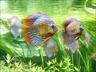 Je suis rond avec des couleurs lumineuses peut vivre en banc