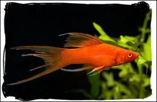 Ma femelle ne porte pas d'pe et ressemble  un platy...