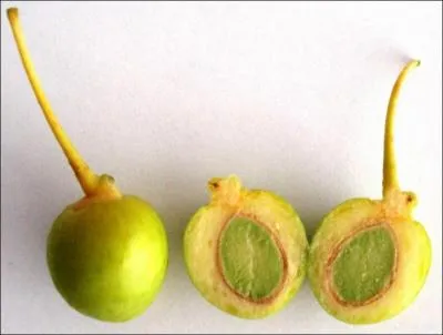 Le ginkgo est un fruit datant :