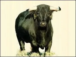 Apis tait le dieu taureau !