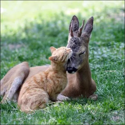 Anubis avait une tte de chat !