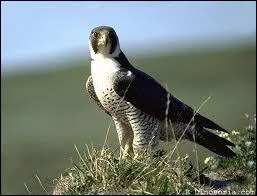 Horus avait une tte de faucon !