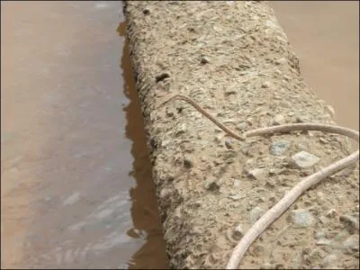 Thot, lui, avait une tte de serpent !