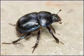 Le scarabe reprsentait Khpri !