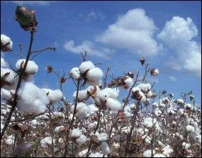 'Port Coton' est un titre d'une nouvelle venue dans la chanson franaise, tir de son album de 2010 'Je veux'. Qui est cette chanteuse ?