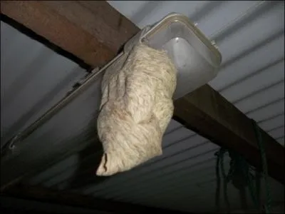 A quoi vous fait penser cette chose bizarre ?