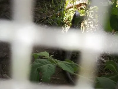 Combien comptez-vous de lzards de terre sur cette photo ?