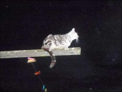 Que peut bien guetter ce chat en pleine nuit ?