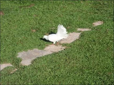 On l'appelle le pigeon paon !