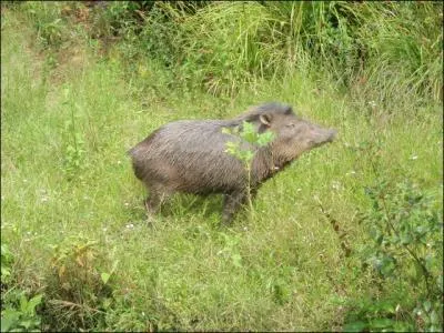 Emblmatique d'Amazonie !