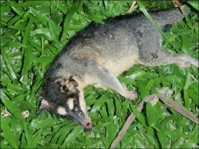 C'est un marsupial, il y en a plusieurs espces en Guyane !