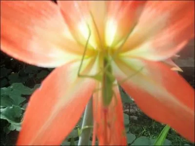 Quel insecte observez-vous sur la photo ?