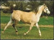 Et cette race, comment s'appelle-t-elle ?