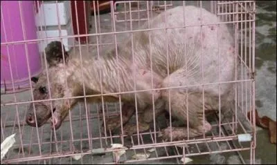 Des chasseurs amricains dcouvrent une crature bizarre !