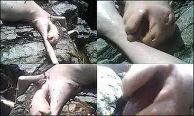 Dans la rgion de Panama, on a dcouvert une crature, immdiatement qualifie d'extraterrestre !