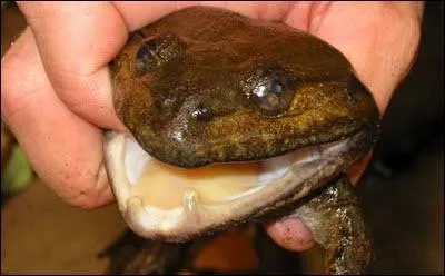 163 nouvelles espces vgtales et animales ont t dcouvertes dans la rgion du Mkong !