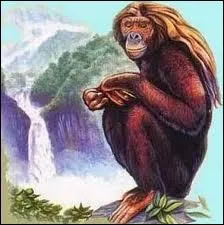 L'Orang Pendek aurait enfin t vu dans la jungle de Sumatra !