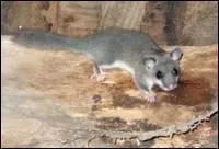 Quel est ce petit rongeur nocturne et vgtarien qui s'tablit facilement dans les maisons, notamment pour passer l'hiver ?