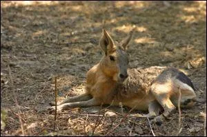 Quel est ce rongeur appel aussi livre de Pantagonie ?