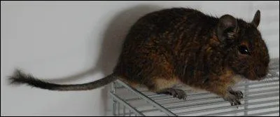 Quel est cet animal qui vit exclusivement au Chili ?