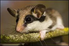 Quel est cet animal qui fait son nid dans un tronc d'arbre ou qui habite le nid abandonn d'un oiseau ?