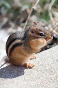 Quel est ce petit rongeur surnomm le suisse ?