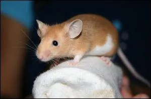 Quel est ce rongeur sans dfense ?